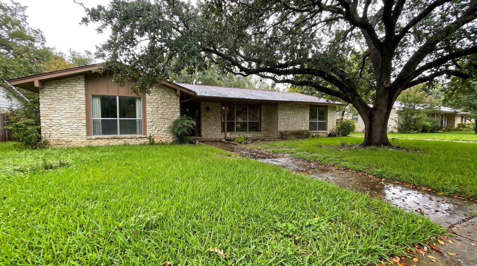 A thick, bright green St. Augustine front lawn in early fall right after a rain, grass a little overdue for mowing, in front of a limestone ranch house with a live oak